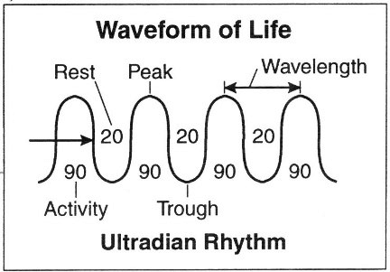 ultradian-rhythm-inline